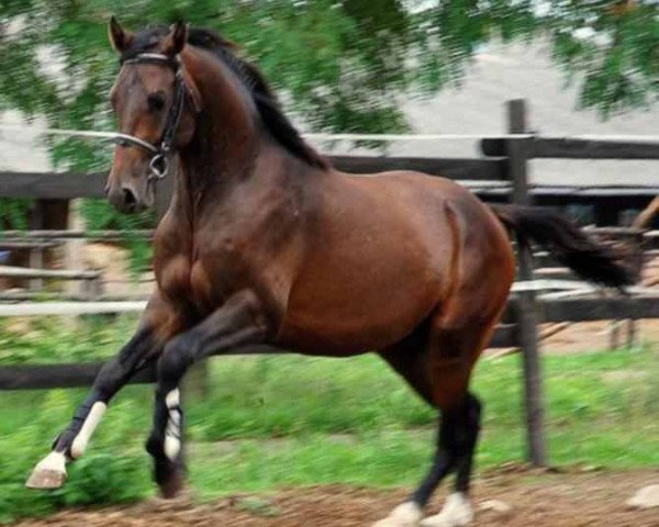 jumper Con-Spiritano G (German Sport Horse, 2008, from Cancoon)