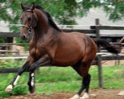 jumper Con-Spiritano G (German Sport Horse, 2008, from Cancoon)