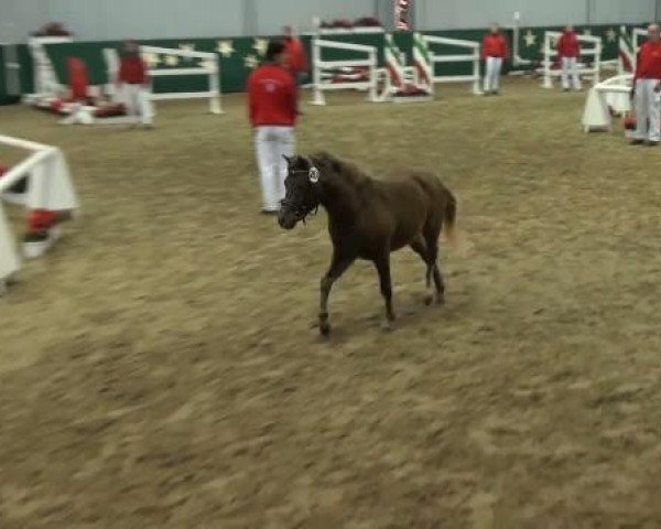 Pferd Pepper (Deutsches Classic Pony, 2009, von Cheg Kim's Pure Class)