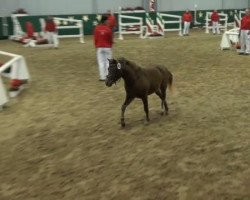 horse Pepper (German Classic Pony, 2009, from Cheg Kim's Pure Class)