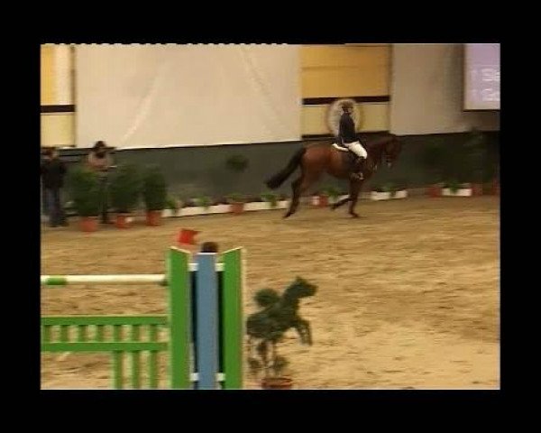 jumper Cordialmente (Holsteiner, 2003, from Corrado I)