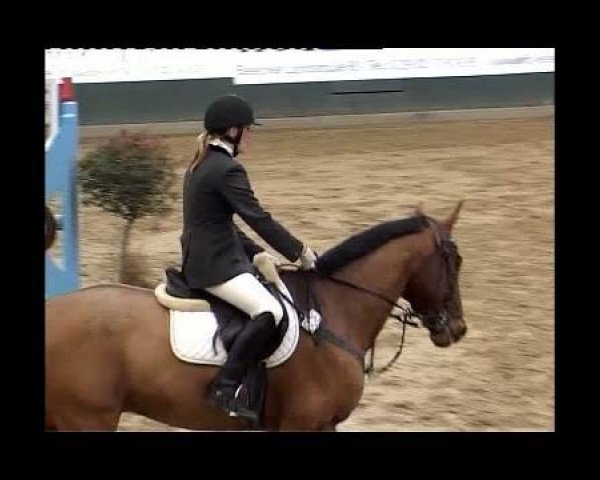 jumper Rebell 419 (Hanoverian, 1995, from Rabino)