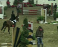 dressage horse Miss Tilly (German Riding Pony,  )