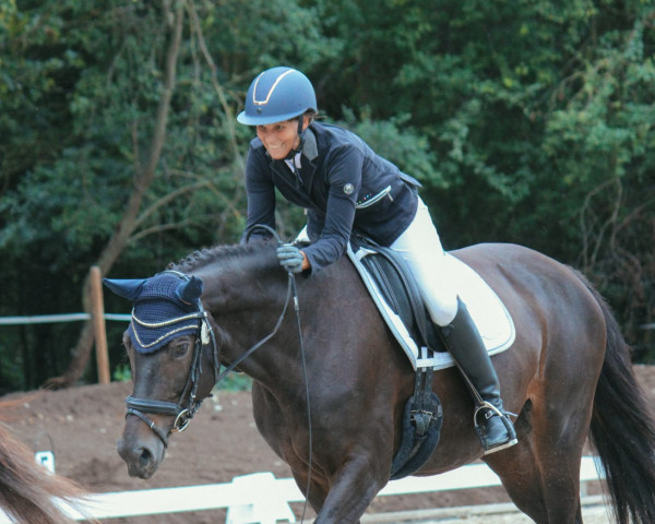 broodmare Indian Summer 110 (Württemberger, 2006, from Grafenstolz)