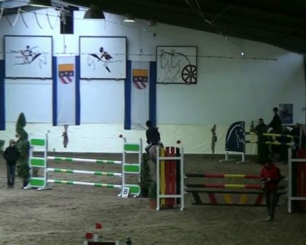 broodmare Casandra 17 (German Riding Pony, 1993, from Dragoon)