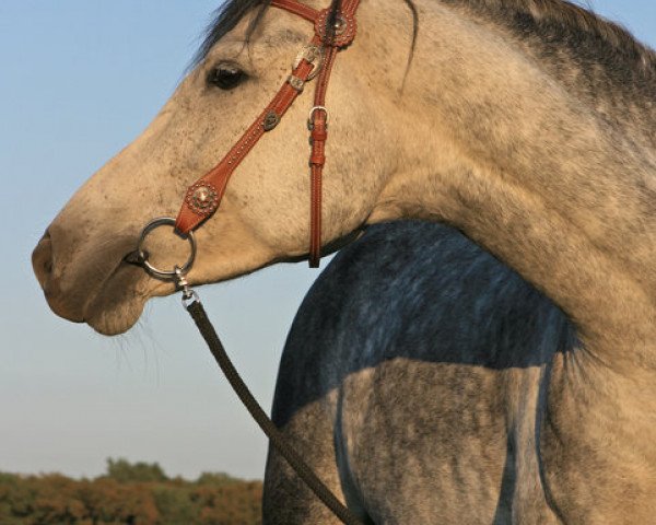 Zuchtstute Nikita (Deutsches Reitpony, 2002, von Nasty Boy)