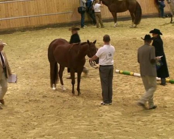 horse Magic Vinona Cee KD (Appaloosa, 2009, from Magic Kiss)