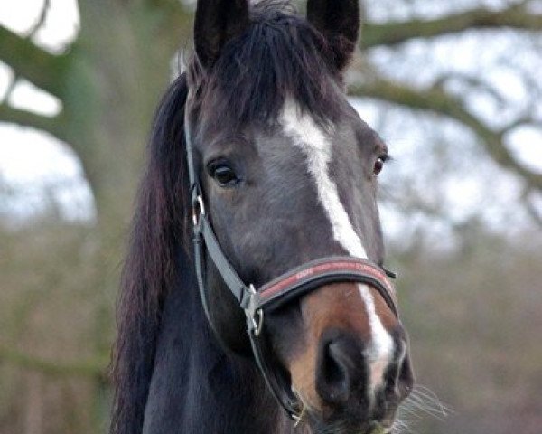 broodmare Straccia (Holsteiner, 2002, from Dolany)