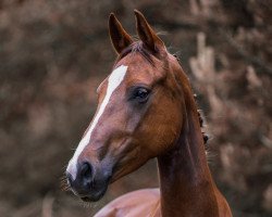 dressage horse Baila Benicia (Westphalian, 2017, from Callaho's Benicio)