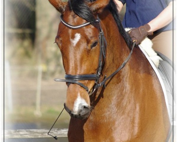 Dressurpferd Tamina 94 (Holsteiner, 2003, von Lorentin I)