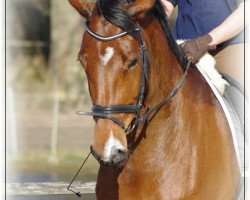 dressage horse Tamina 94 (Holsteiner, 2003, from Lorentin I)