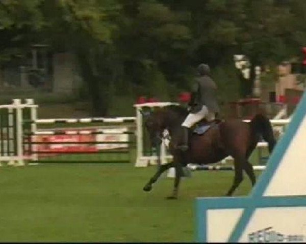 Springpferd Capella 37 (Dänisches Warmblut, 2003, von Cajus)