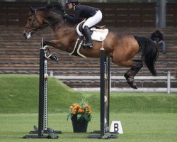 jumper Jassini (Oldenburg show jumper, 2012, from Epsom Gesmeray)