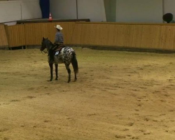 horse Cheyenne's Dazzelena (Appaloosa, 2004, from Ima Dazzelena)