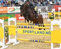 jumper Chacco Boy (Oldenburg show jumper, 2005, from Chacco-Blue)