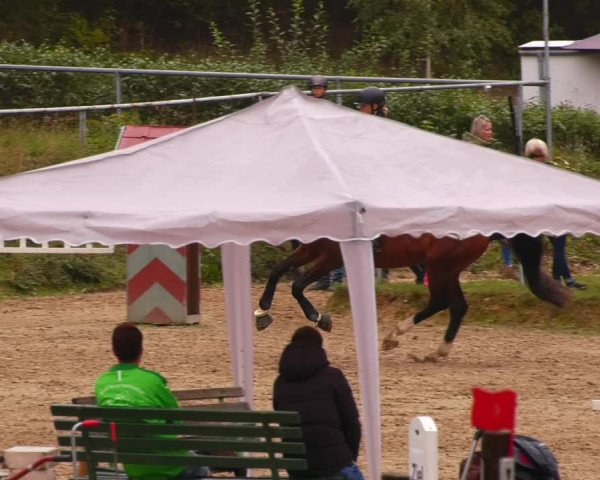 Reitturnier Lgl.-Oberhain, B95 2022