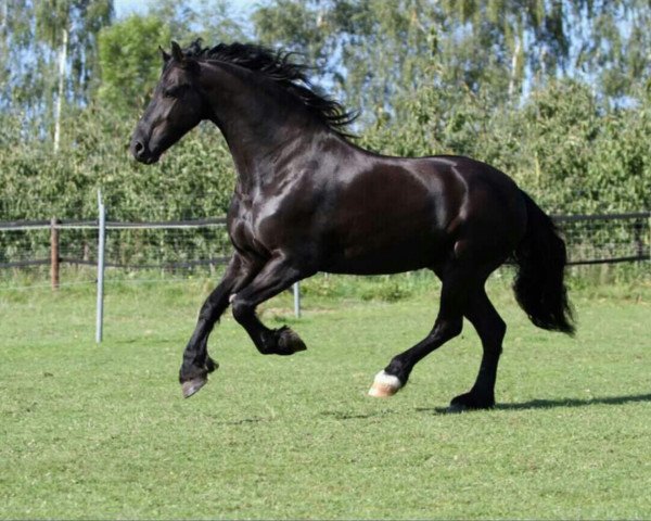 horse Jakob Giacomo (Friese, 2003, from Douwe B)