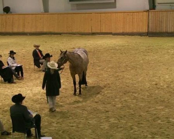 horse Dazzelena's Cowboy (Appaloosa, 2003, from Satin's Dazzelena)