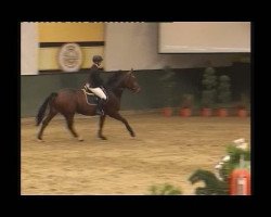 jumper Stina 51 (Hanoverian, 2004, from Stakkato)