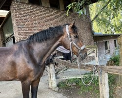 dressage horse Rosa Lee 11 (Hanoverian, 2017, from Rocky Lee)