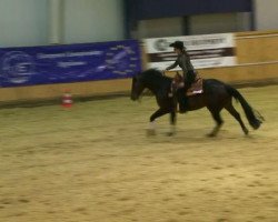 Pferd Cody's Jac Olena (Appaloosa, 2004, von Cody Silver Lena)