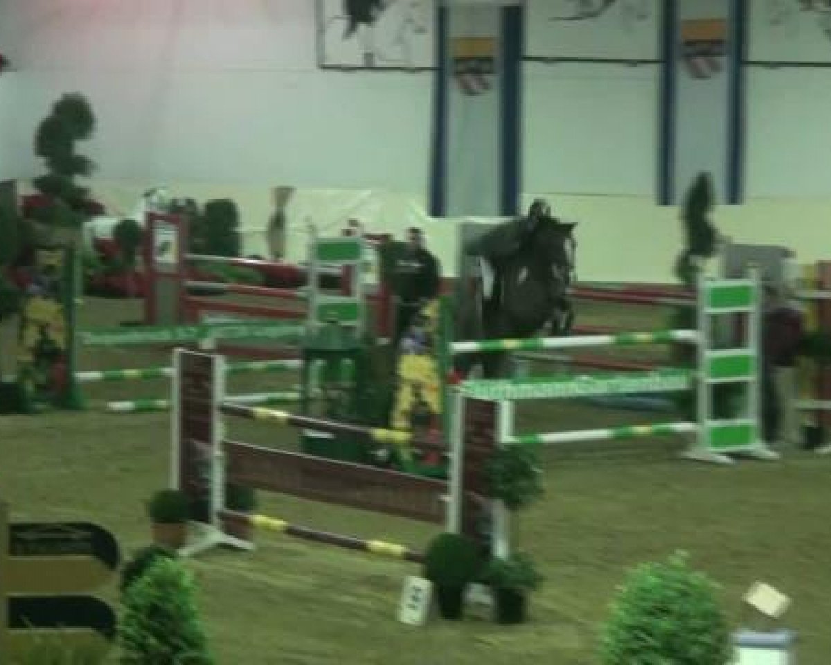 jumper Feivel In The Sky (German Riding Pony, 2002, from Folklore)
