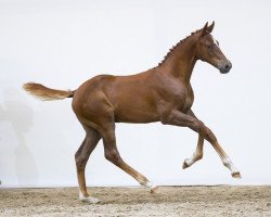 jumper New Sapphire (KWPN (Royal Dutch Sporthorse), 2018, from Glasgow van het Merelsnest)