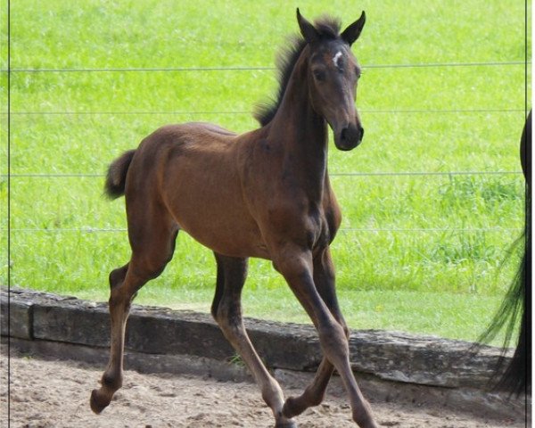 broodmare De Luna (Holsteiner, 2011, from Lorentin I)