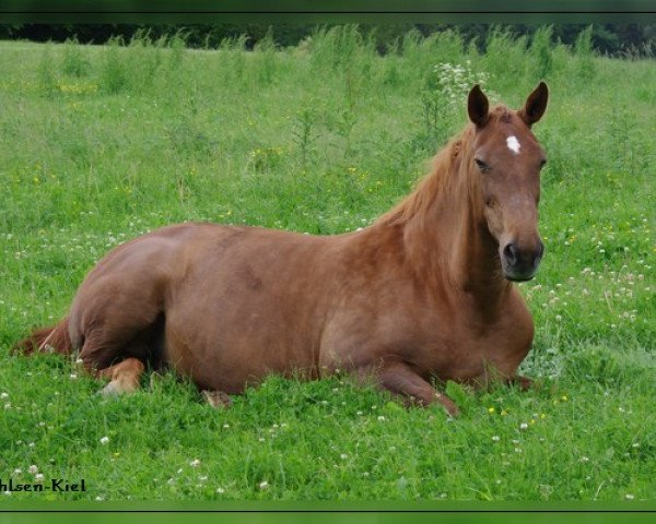 broodmare Daphne P (Holsteiner, 1989, from Magnat II)