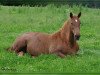 broodmare Daphne P (Holsteiner, 1989, from Magnat II)