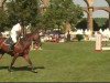 jumper Cabalero 7 (Holsteiner, 2000, from Carry)