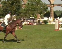 jumper Cabalero 7 (Holsteiner, 2000, from Carry)