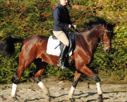 dressage horse Shagoon (Oldenburg, 2006, from Salut Le Bon)