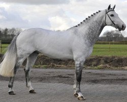 stallion Vespucci W (KWPN (Royal Dutch Sporthorse), 2002, from Corland)