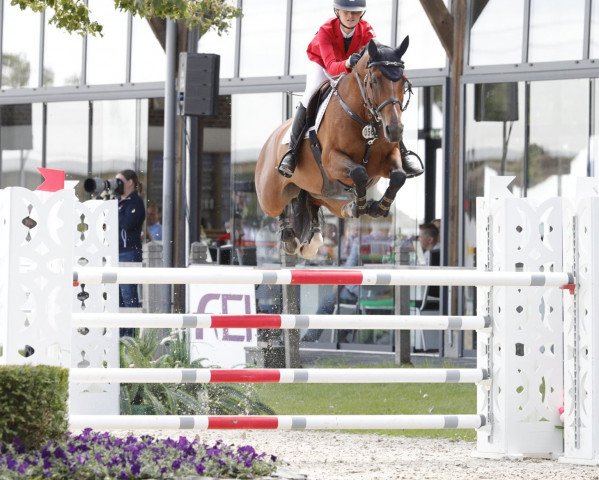 broodmare Gina Rosina V (KWPN (Royal Dutch Sporthorse), 2011, from Quality Time)