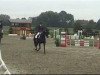 dressage horse Jazz-Dance (Rhinelander, 2006, from Jazz Rubin)