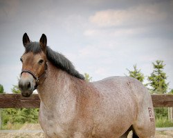 broodmare Esther (Rhenish-German Cold-Blood, 2005, from Eisenherz)