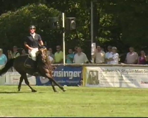 horse Mini Mi (Belgian Warmblood, 1995, from Arpad des Six Censes)