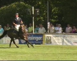 horse Mini Mi (Belgian Warmblood, 1995, from Arpad des Six Censes)