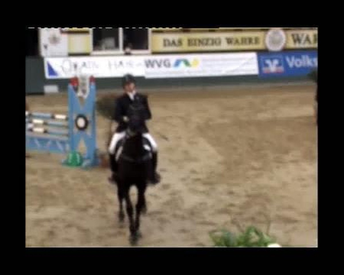stallion Medion-M (Westphalian, 2000, from Monsieur AA)