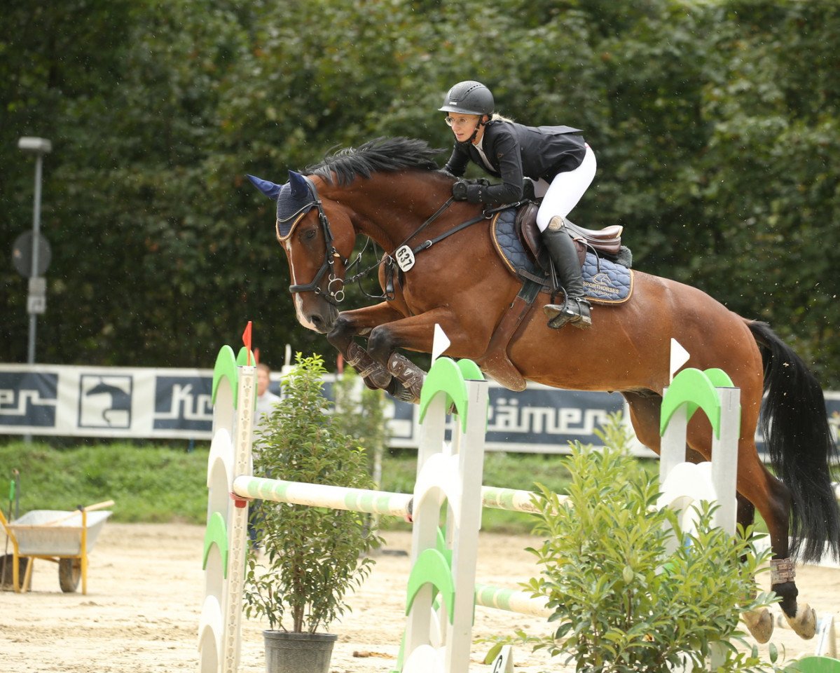 jumper Izmir de Bellerose (anglo european sporthorse, 2014, from Dimaggio de Bellerose)