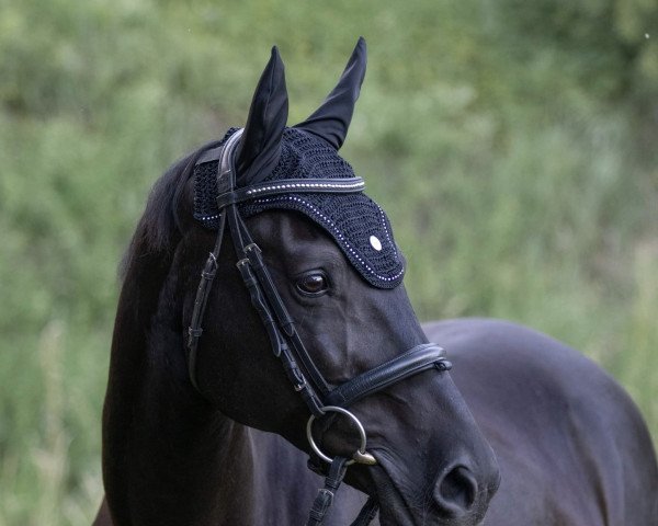 horse Jeffrey 17 (Arabian, 2004, from Thee Absolut EAO)