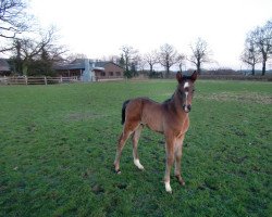 Springpferd Goldjunge 153 (Oldenburger Springpferd, 2011, von Goldfever 3)