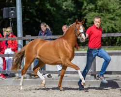 Zuchtstute Navari G (Deutsches Reitpony, 2019, von Rob Roy van Het Klavertje)