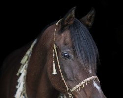 stallion Thee Absolut EAO (Arabian thoroughbred, 1998, from Absolut RCA EAO)