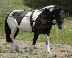 broodmare Thula fra Bakkakoti (Iceland Horse, 1993, from Rektor frá Jaðri)