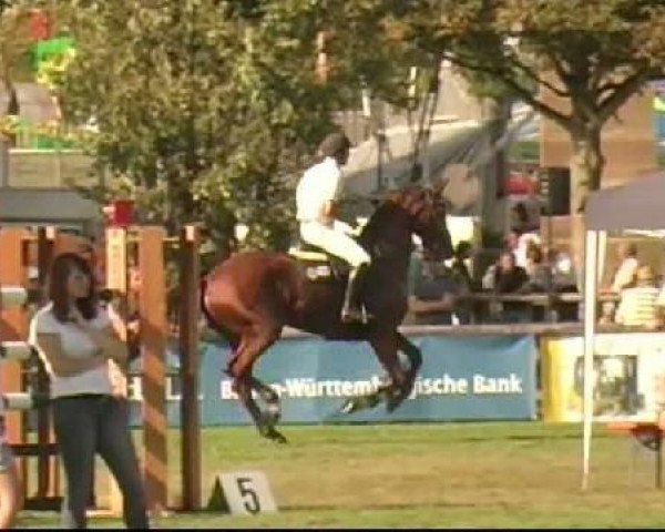 jumper Elisa 62 (Hanoverian, 1999, from Escudo II)