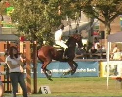 jumper Elisa 62 (Hanoverian, 1999, from Escudo II)