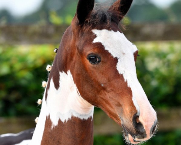 horse Bordeaux van Overis (anglo european sporthorse, 2016, from Chapeau van Overis Z)