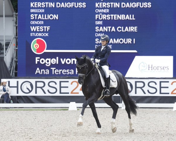 dressage horse Fogel Vom Lauf (Westphalian, 2017, from Fürstenball)